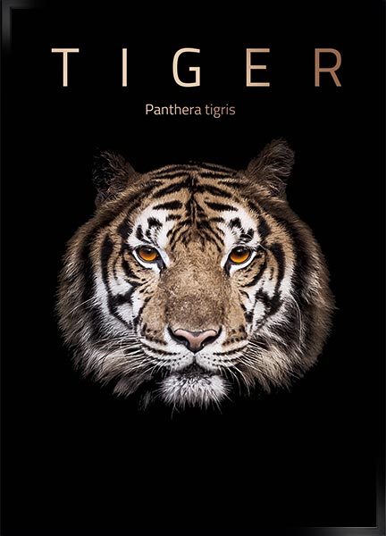 Plakat Tiger - Plakater med dyr