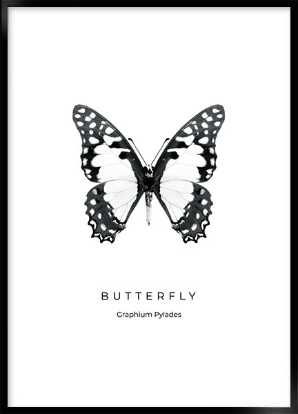 Plakat - Butterfly no1