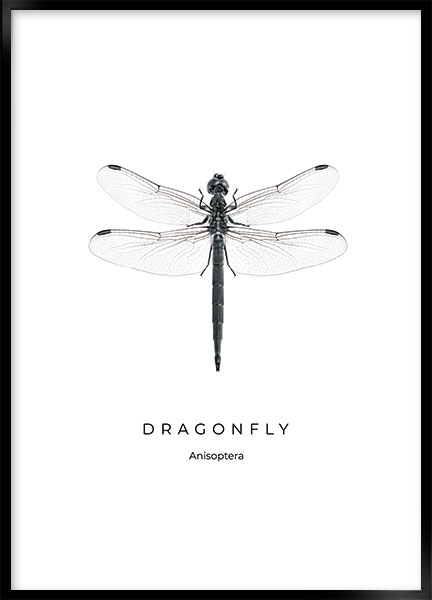 Plakat Dragonfly - Sort-hvid