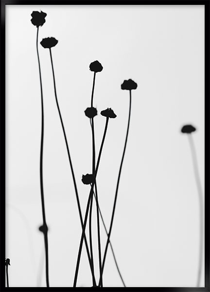 Plakat Flower field - Sort-hvid
