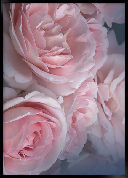 Plakat Belle rose no1 - Blomster