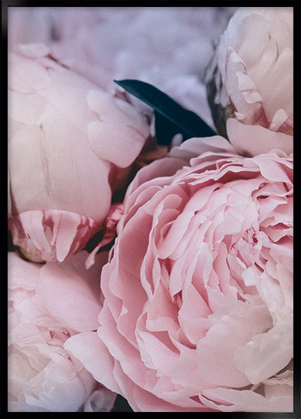 Plakat - Belle rose no2
