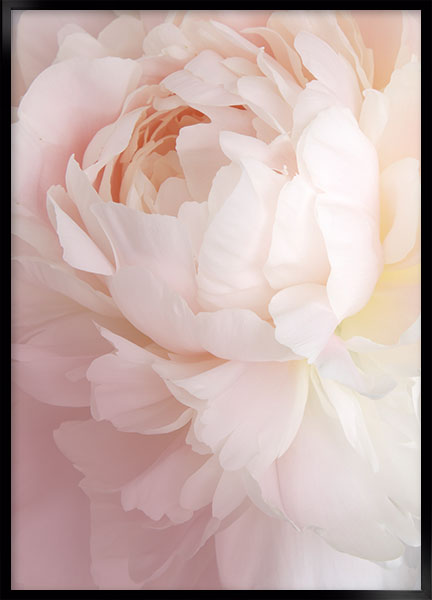 Plakat Belle rose no5 - Blomster