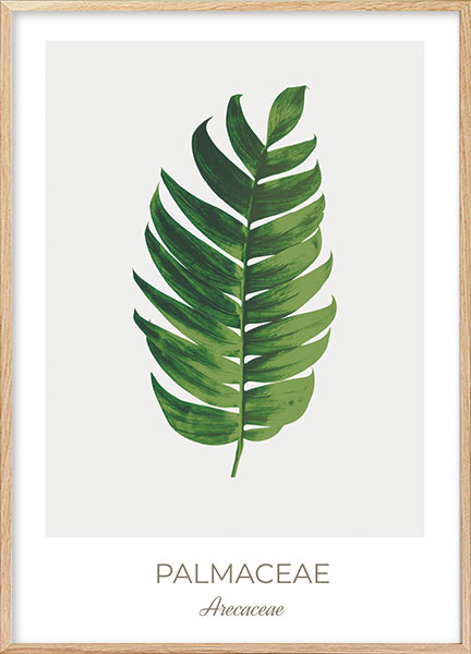 Plakat Palmaceae - Blomster