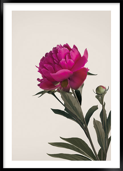 Plakat Peony burgundy no3 - Blomster