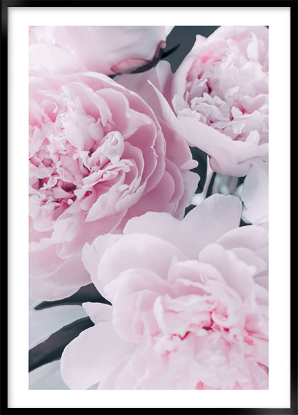 Plakat Peony pink no3 - Blomster