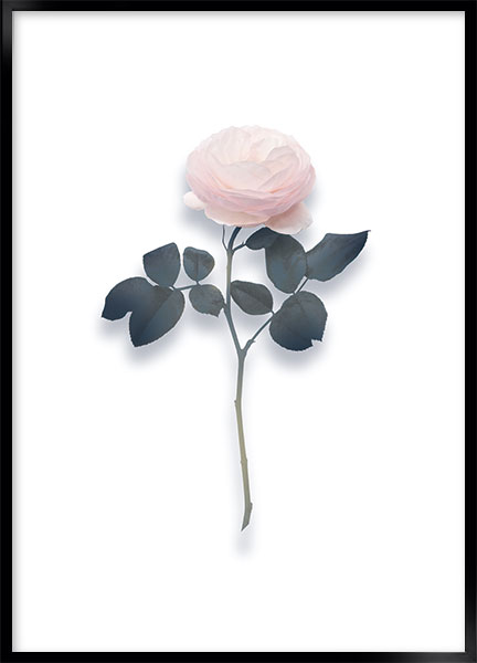 Plakat - Rare rose