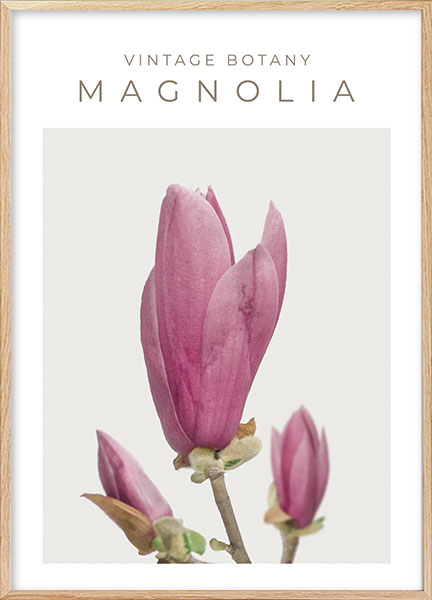 Plakat Vintage magnolia no2 - Blomster