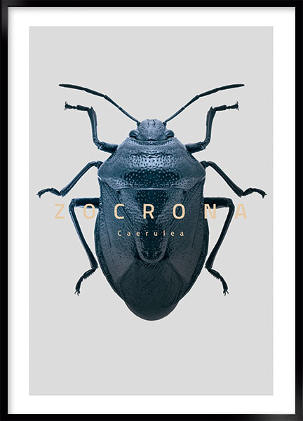 Plakat Bug Zocrona - Stil: Elastica
