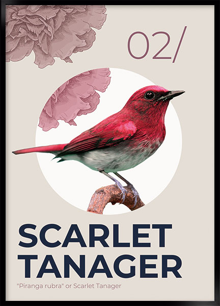 Plakat - Scarlet tanager