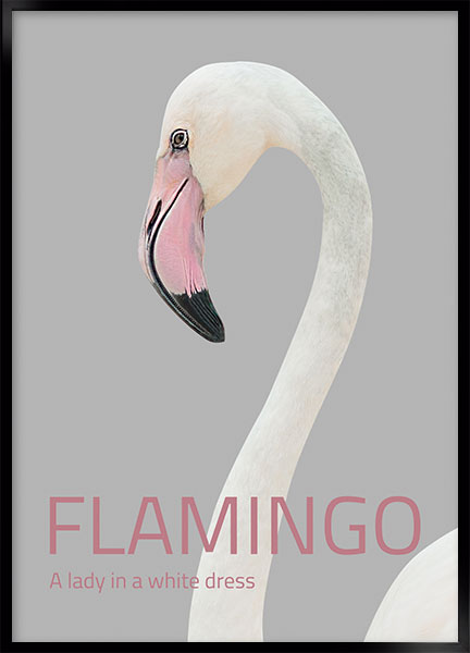 Plakat - White flamingo